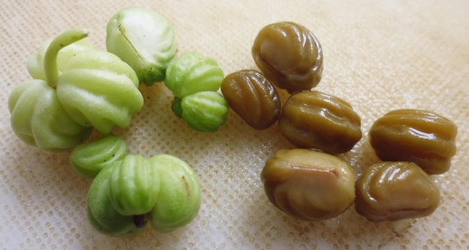The nasturtium seeds on the left become capers